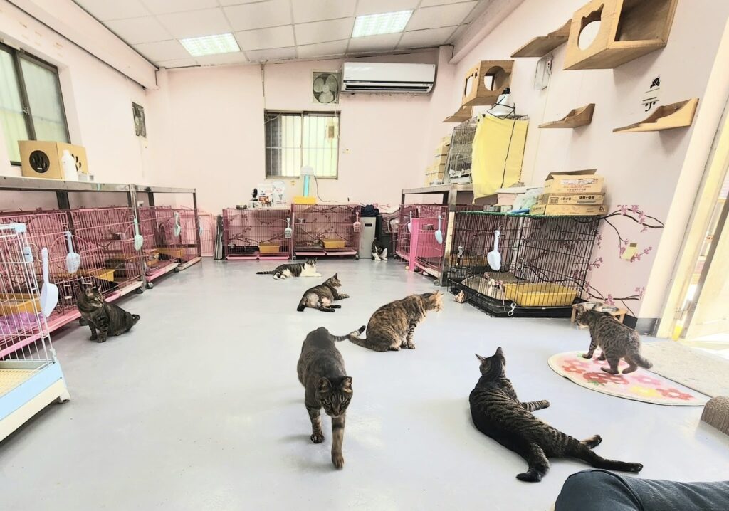 %E8%B2%93%E5%92%AA%E8%88%92%E9%81%A9%E5%9C%B0%E5%90%B9%E5%86%B7%E6%B0%A3