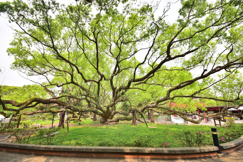 %E4%BA%94%E7%A6%8F%E8%87%A8%E9%96%80%E7%A5%9E%E6%9C%A8 %E4%BA%94%E7%A8%AE%E6%A8%B9%E6%9C%A8%E5%85%B1%E7%94%9F%E7%9B%A4%E6%A0%B9 %E5%AE%9B%E5%A6%82%E5%AE%AE%E5%B4%8E%E9%A7%BF%E7%AD%86%E4%B8%8B%E7%9A%84%E9%AD%94%E5%B9%BB%E5%A0%B4%E6%99%AF 0