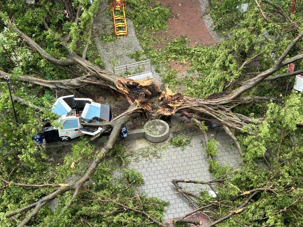 %E4%B8%AD%E5%92%8C%E5%85%AC%E5%9C%92%E6%A8%B9%E5%80%92%E7%85%A7%E7%89%87