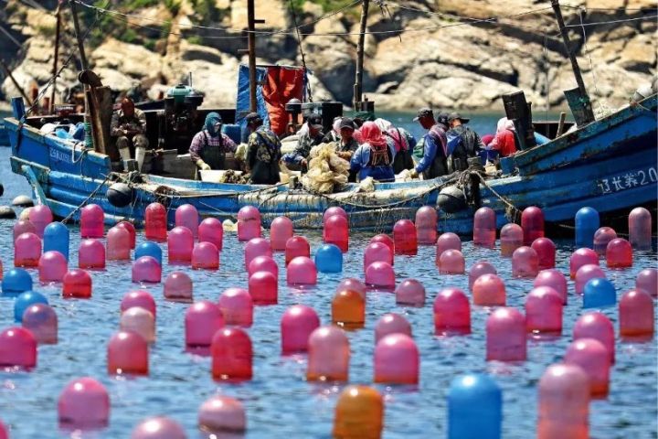 遼寧大連市長海縣，海洋島鎮的漁民在海洋牧場上作業。圖/取自新華社
