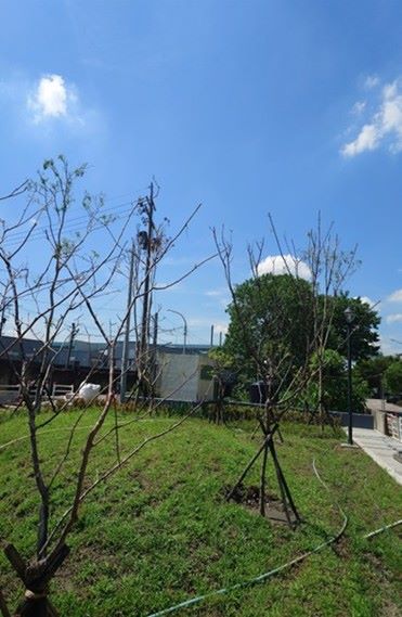 《圖說》公園綠意盎然，成為五股新景點。〈水利局提供〉
