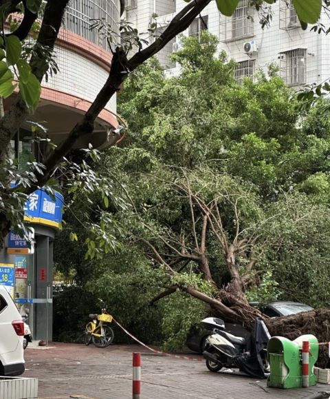 「樺加沙」颱風肆虐港澳後登陸廣東，將路旁大樹輕鬆推倒。圖/取自小兔球球廚微博