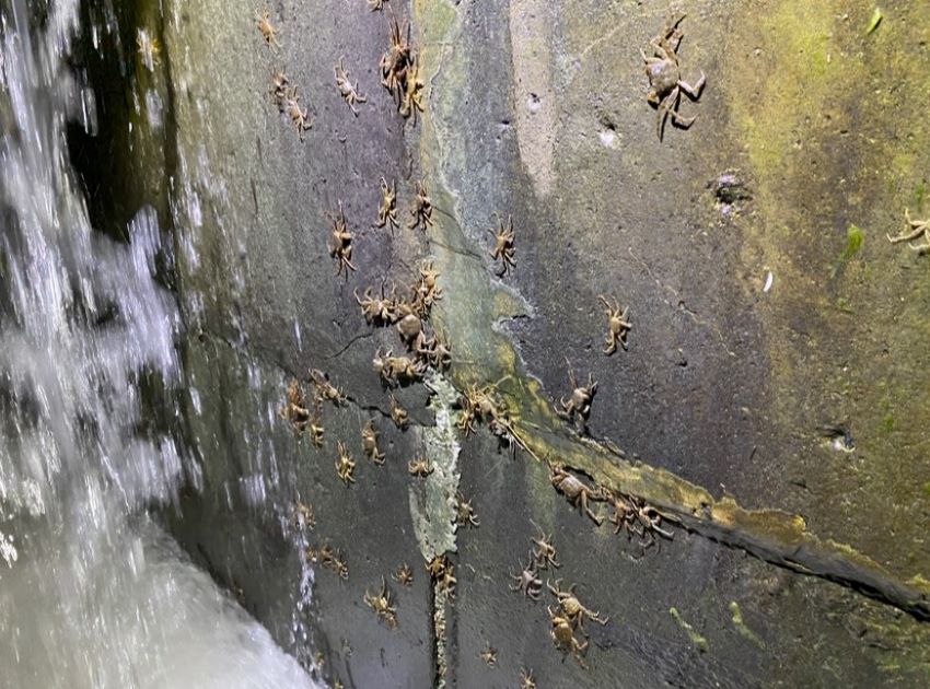 令人振奮生態喜訊! 毛蟹大軍一年三訪新店溪 3 《圖說》毛蟹在湍急的水流中沿著堰體垂直攀爬。〈水利局提供〉