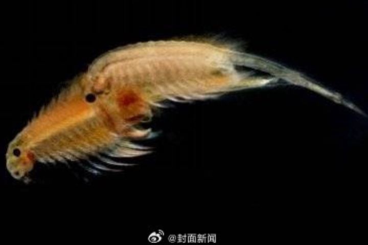 塔克拉瑪乾沙漠意外發現了嗜鹽甲殼動物「鹽水豐年蝦」，又稱「鹵蟲」。圖/取自封面新聞微博