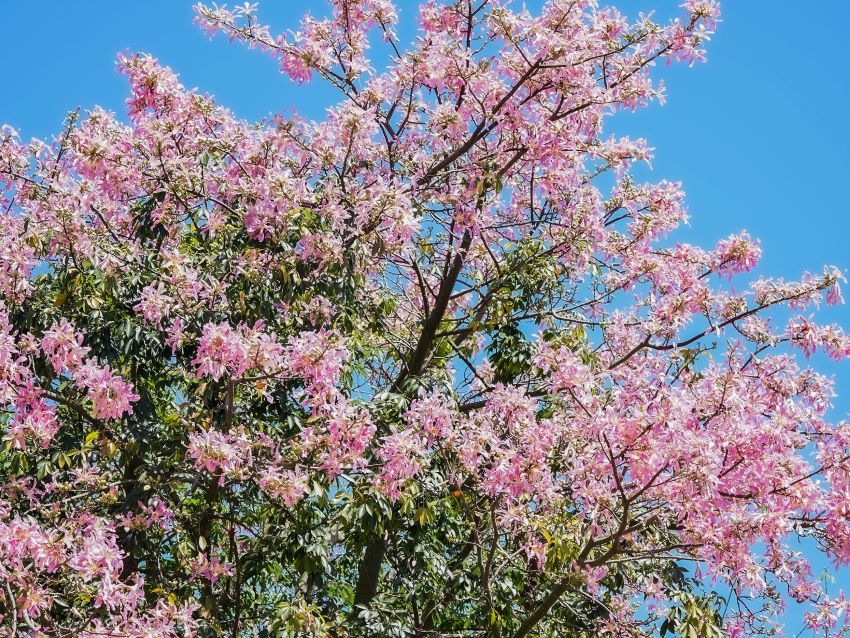 粉紅秘境浪漫登場 三峽美人樹盛裝迎賓 1 《圖說》宛如秋日櫻花的美人樹,與藍天綠葉相輝映。〈水利局提供〉