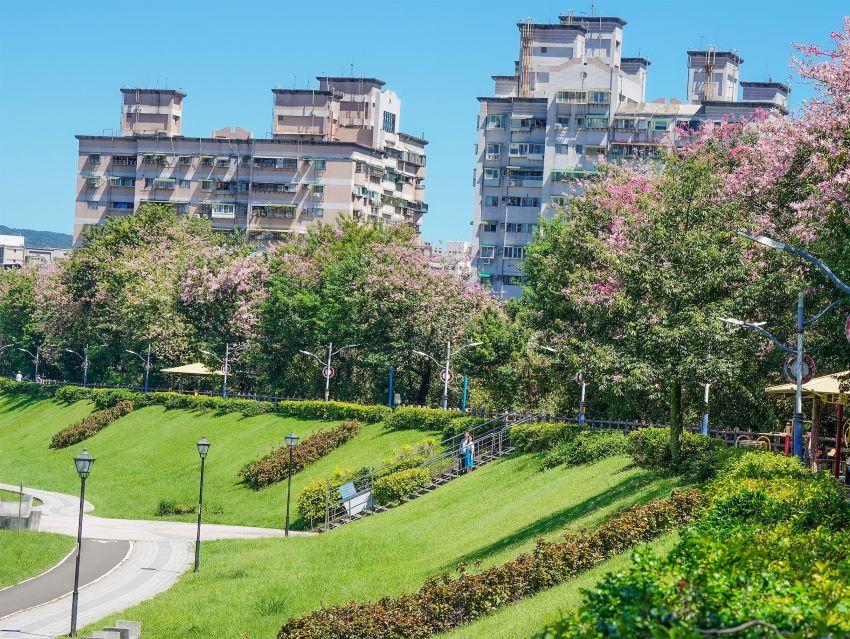 粉紅秘境浪漫登場 三峽美人樹盛裝迎賓 3 《圖說》三峽安溪步道的秘密!藏在林蔭間的粉色驚喜,讓散步變成一首詩。〈水利局提供〉