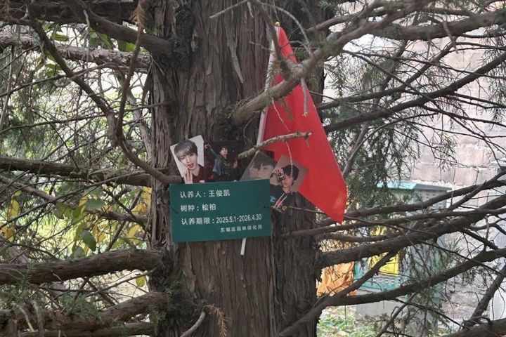 王俊凱的認養樹，吸引許多粉絲前來「尋樹打卡」。圖/取極目新聞