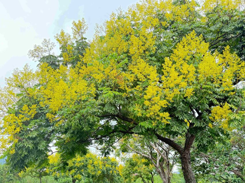 浪漫美景正盛放 金黃臺灣欒樹渲染新北河濱 6 《圖說》臺灣欒樹化身「臺灣金雨樹」秋季氛圍自然饗宴。〈高灘處提供〉