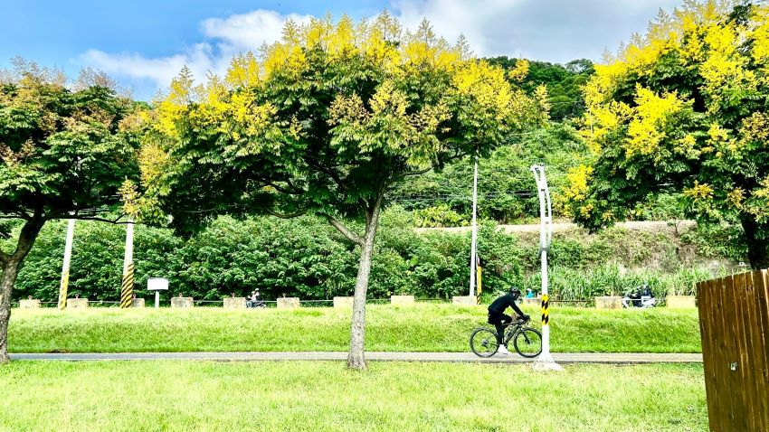 浪漫美景正盛放 金黃臺灣欒樹渲染新北河濱 7 《圖說》綠色自行車道與金黃樹冠的協奏曲:臺灣欒樹為單車騎士打造的秋日畫報。〈高灘處提供〉