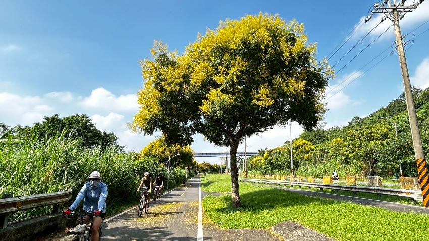 浪漫美景正盛放 金黃臺灣欒樹渲染新北河濱 8 《圖說》樹林山佳自行車道打卡!臺灣欒樹金黃花簇盛開,享受微涼秋季騎旅。〈高灘處提供〉