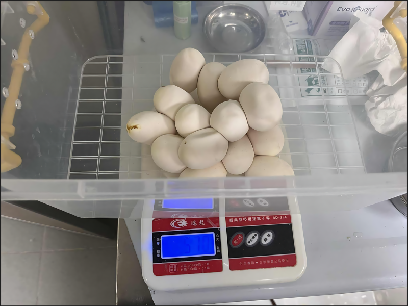 《圖說》對蛇蛋的數量和重量進行記錄。〈動保處提供〉