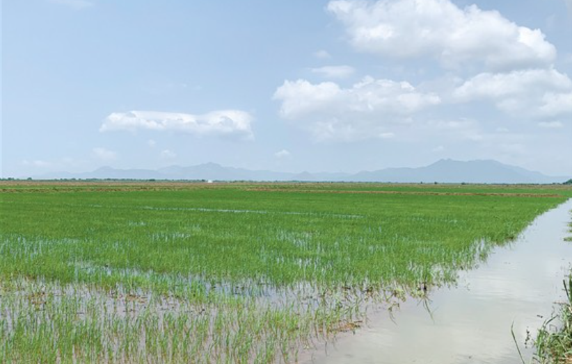大陸「地下」糧食保衛戰 國安部再次公布外國使館竊取水稻種源案 2 大陸成功種植能在鹽分地生長的「海水稻」,化解戰時可能出現的糧食封鎖。圖/取自江門日報