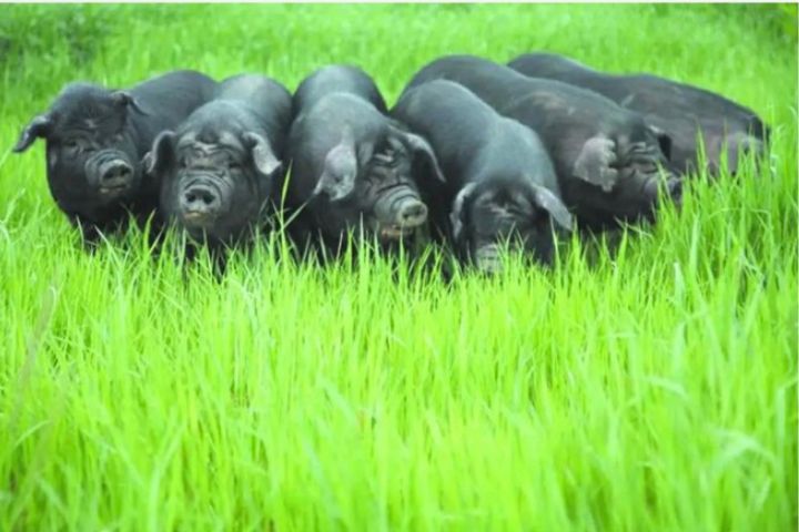 內蒙「治沙特種兵」黑豬變身拱沙、施肥、播種 植被覆蓋飆升至96% 3 太陽能場域加入黑豬養殖,效果良好。圖/取自瓴麟科技微信公眾號