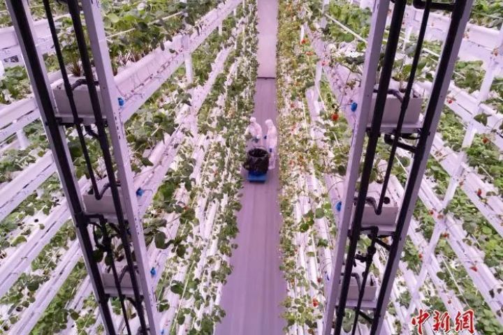 11層高的栽培架上，1.3萬株草莓掛滿果實。圖/取自中新社