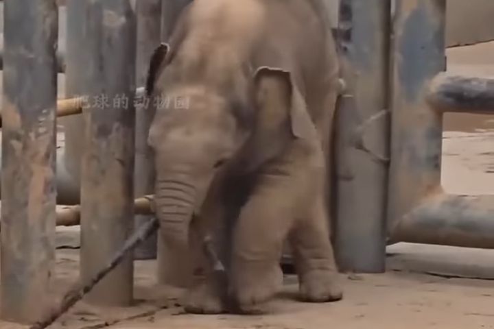 小象不但受到象媽媽「撒寬」的細心呵護，隔壁圈舍的「姨姨象」也相當寵牠。圖/取自小鋒動物世界影片