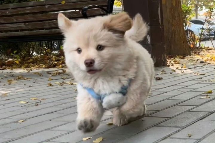 小狗伸懶腰 牠在「行禮」!也是在說:愛你、信任你 2 家中小狗經常在走向主人時伸懶腰、撅屁股,是明確的情感交流。圖/取自無情婊婊芒微博