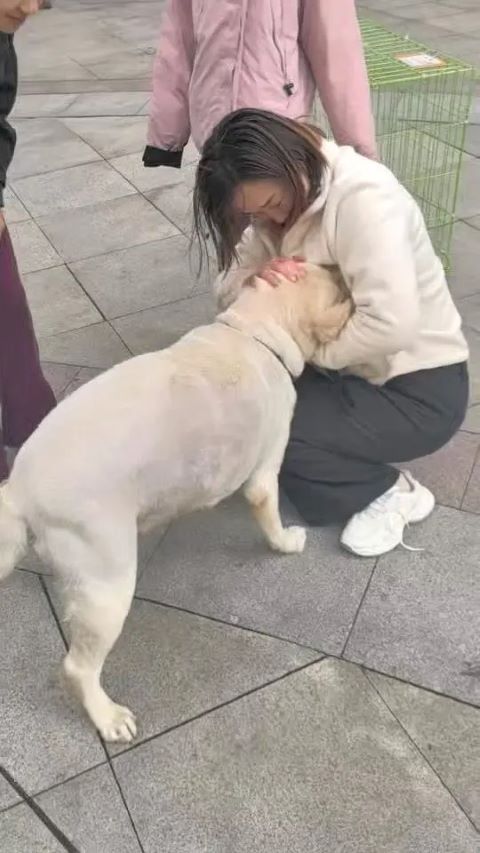 青島拉拉走失 失蹤三個月後現身長沙 奇蹟重逢人狗都哭了 2 「九月」一見到主人就瘋狂搖尾巴,甚至激動到「流眼淚」,人犬相擁而泣。圖/取自極目新聞