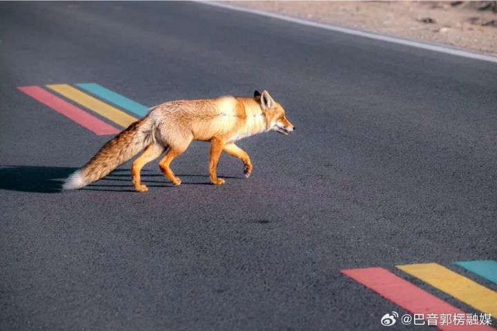小狐狸有時會坐在路邊張望，有時會小跑步跟著車影前進。圖/取自巴音郭愣融媒