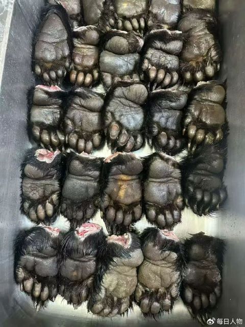 90後大陸留學生獵捕黑熊，並展示捕獲到的熊掌。圖/取自每日人物微博