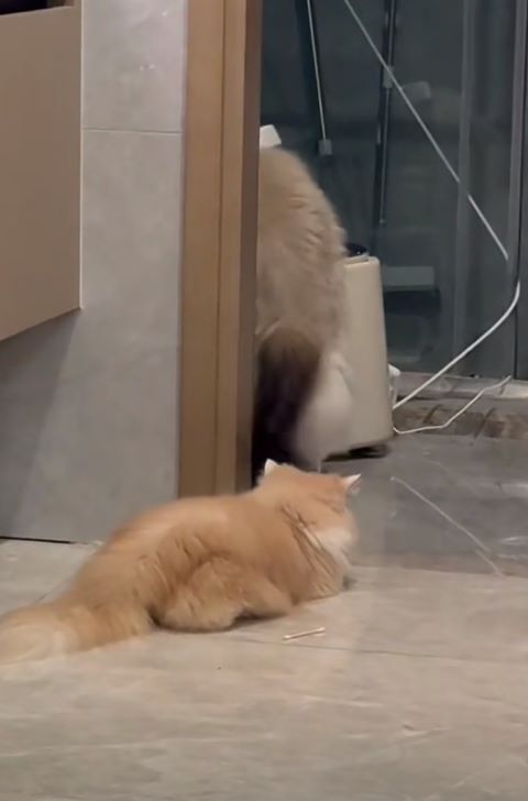 貓咪怪癖從喝馬桶水到「監督主人洗澡」 都是愛的表現 2 圍觀主人上廁所、洗澡:不是變態,是擔心你出事。圖/取自PeRo_doudou微博