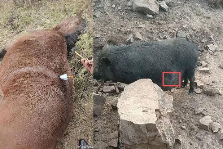 山西某牧場一匹馬遭無人機投射金屬箭射中（左），也有豬隻被射傷（右）。圖/取自窮苟莫追喵、中國慈善家雜誌微博