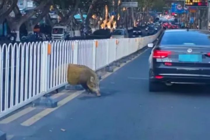 誰說「頭過身就過」?野豬過馬路 護欄卡住牠的肥肚 2 野豬卡在道路中央護欄裡,引來後方車輛紛紛減速旁觀。圖/取自潮新聞