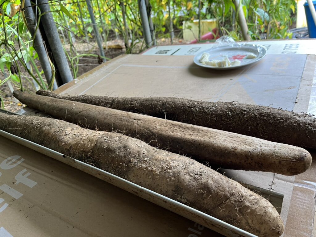 士林山藥小隊集結登場!黑白山藥對決、食農講堂一次看 7 1055812 1024x768 1