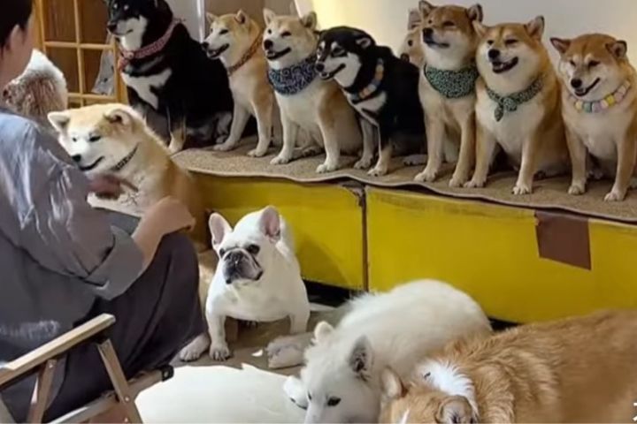 辦公室直接改造成「寵物園區」。圖/取自《封面新聞》