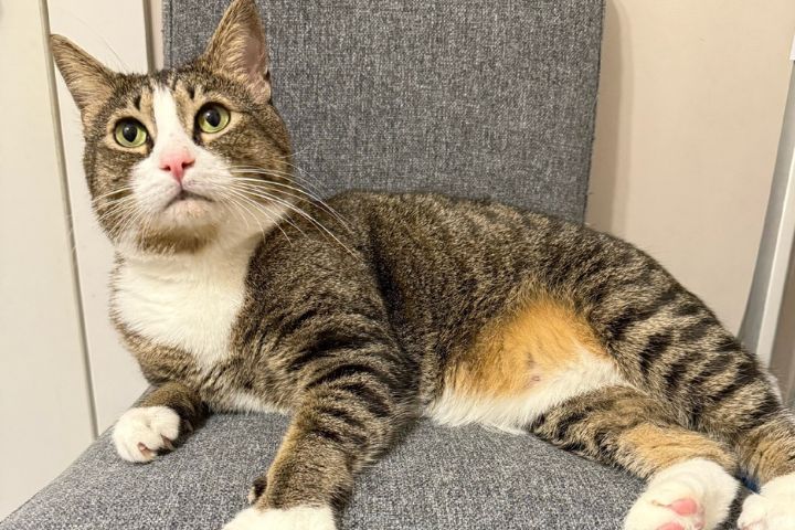 中國五千年擼貓史 唐代養豹貓 家貓由絲路傳入 4 到了宋代,貓正式從「捕鼠工具」變成「家庭成員」,地位不比現代差。圖/取自貓咪福福說微博