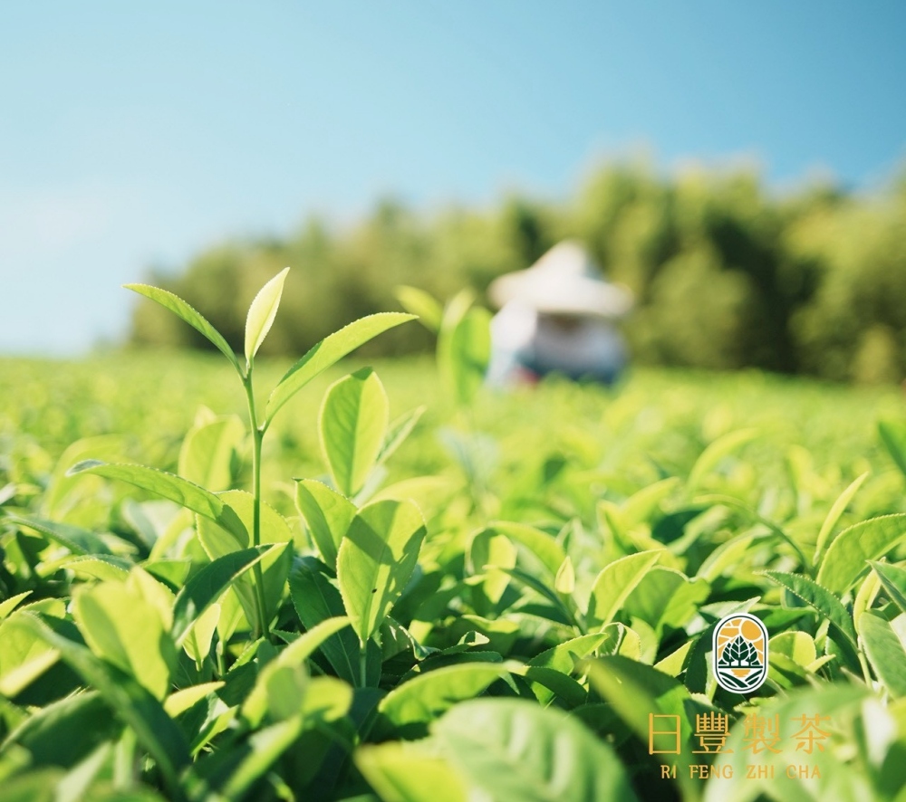 01%E6%97%A5%E8%B1%90%E8%A3%BD%E8%8C%B6%E4%BB%A5%E5%8C%A0%E5%BF%83%E6%89%93%E9%80%A0%E9%AB%98%E5%B1%B1%E8%8C%B6%E8%91%89%E7%A6%AE%E7%9B%92%E6%96%B0%E9%A2%A8%E8%B2%8C 1