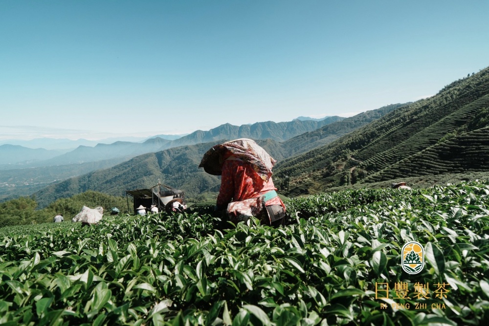 02%E6%97%A5%E8%B1%90%E8%A3%BD%E8%8C%B6%E4%BB%A5%E5%8C%A0%E5%BF%83%E6%89%93%E9%80%A0%E9%AB%98%E5%B1%B1%E8%8C%B6%E8%91%89%E7%A6%AE%E7%9B%92%E6%96%B0%E9%A2%A8%E8%B2%8C