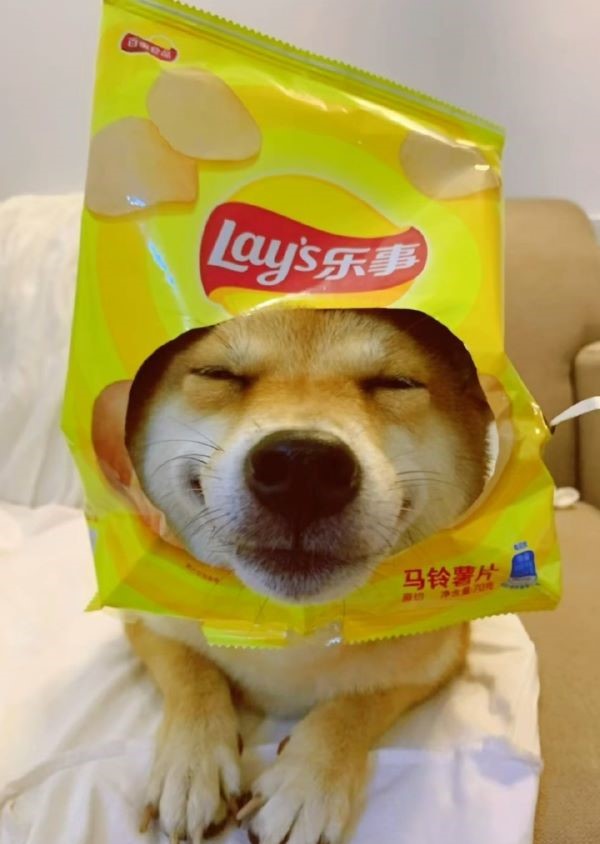 陪主人度蜜月 網紅柴犬「小柴佩奇」疑遭投毒身亡 2 網紅柴犬「小柴佩奇」帳號累積53.3萬粉絲、獲讚數達1983.3萬。圖/取自抖音小柴佩奇