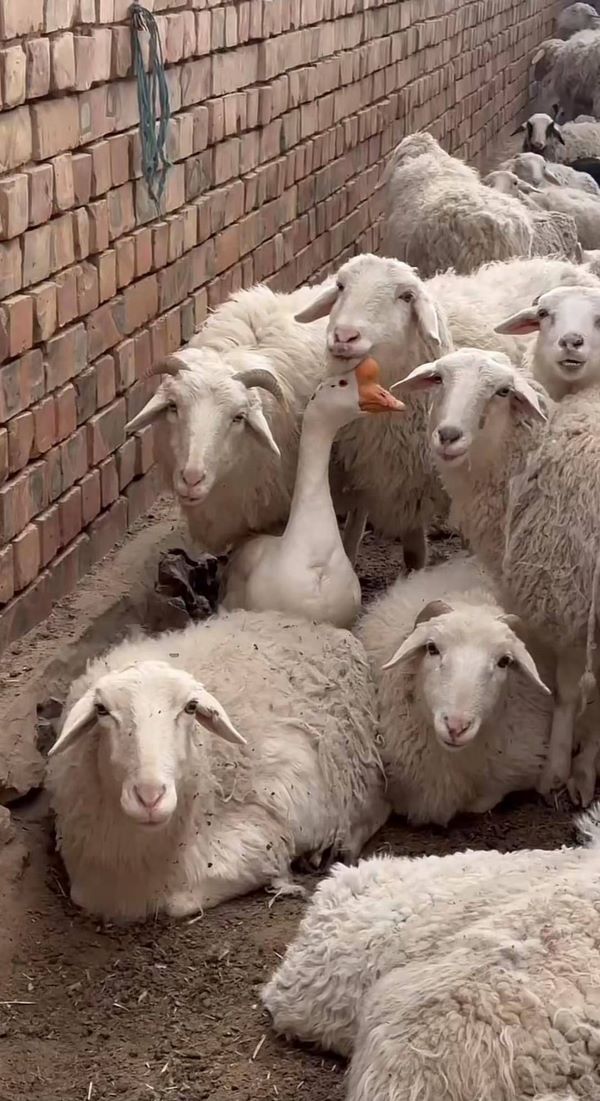 草原最萌上班族!內蒙古「牧羊鵝」果果 管得百羊服服貼貼 3 牧羊鵝「果果」愛上與羊為伍,乾脆住進羊圈,天天與羊群一起出門、一起回家,至今從未走失過一隻羊。圖/取自封面新聞