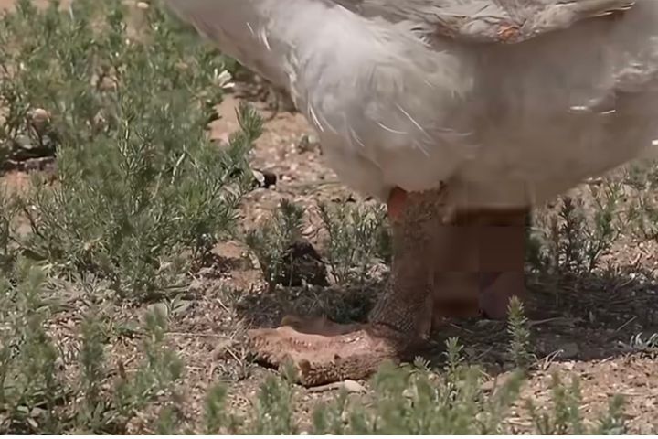 草原最萌上班族!內蒙古「牧羊鵝」果果 管得百羊服服貼貼 4 牧羊鵝「果果」日行10多公里,腳掌磨平還長出厚重的老蹼。圖/取自鳳凰網影片