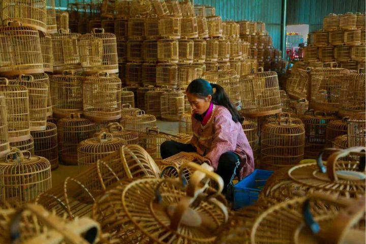 11月22日，在廣西柳州市柳江區百朋鎮的一處鳥籠生產基地，工人在製作鳥籠。圖/農蘭攝