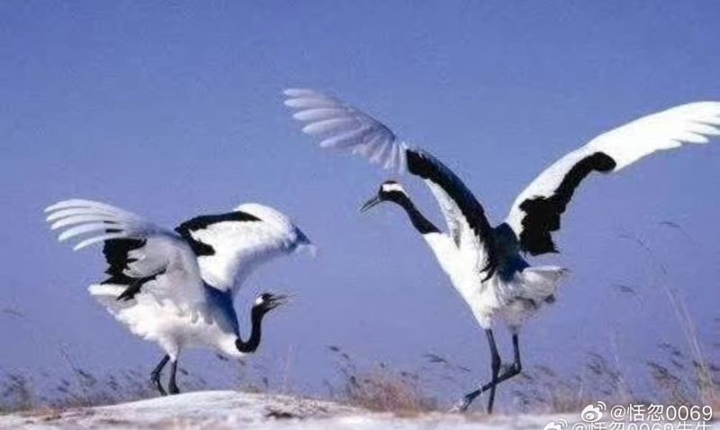 丹頂鶴幼鳥誤闖獅子山 森林動物園上演「插翅難飛」 3 丹頂鶴是大陸國家一級保護動物,冬季也是丹頂鶴的越冬期。圖/取自恬忽0069微博