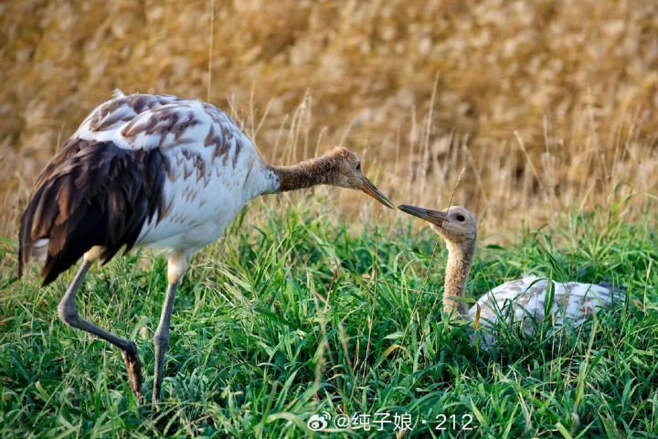 丹頂鶴幼鳥誤闖獅子山 森林動物園上演「插翅難飛」 4 丹頂鶴族群傾向集體活動,親鳥對單一幼鳥的即時監管相對減弱。圖/取自純子娘.212微博