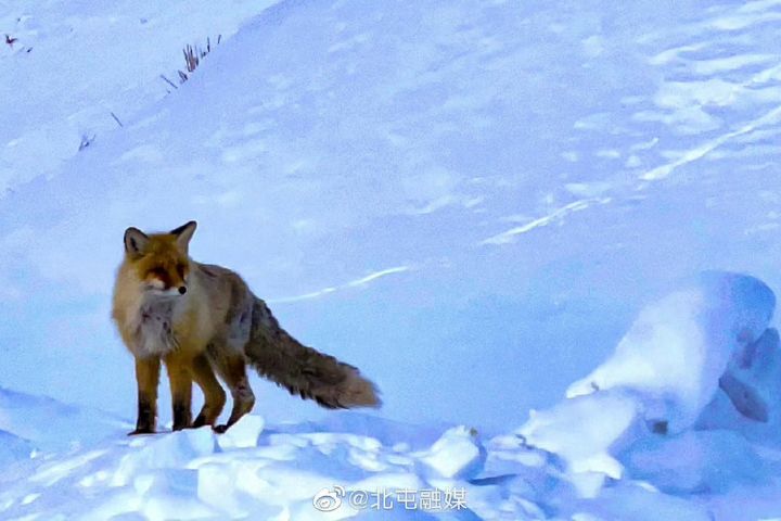 伸手指逗弄野生狐狸 遊客遭咬傷 這該怪誰? 4 禾木及鄰近喀納斯景區,過去亦曾因野生動物與遊客互動過密而引發爭議。圖/取自北屯融媒微博