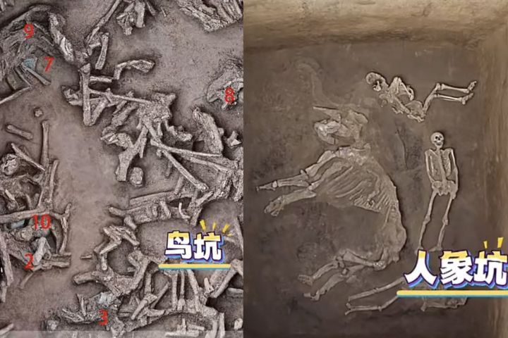 3千年前的動物園 殷墟出土最早人工圈養野生動物群 4 殷墟王陵區出土大量野生動物遺骸,為大陸目前最早的人工飼養野生動物群。圖/取自《河南日報》影片