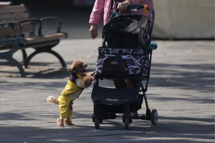 出生率暴跌創新低 台灣超越日韓成「最不想生國家」 2 台灣人口持續負成長,不少民眾選擇養寵物勝過養小孩。圖/中央社