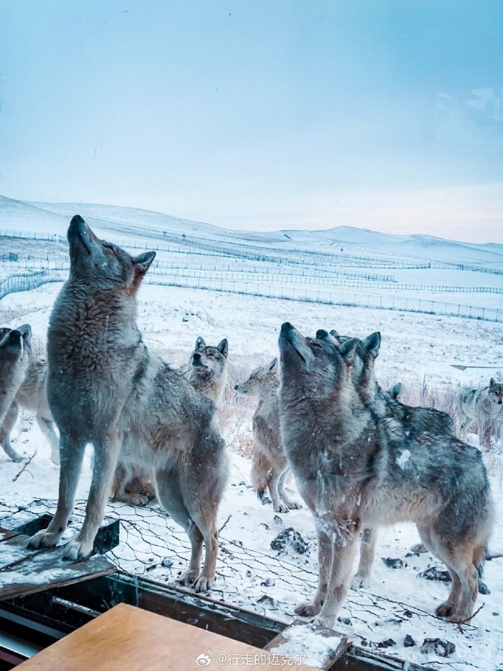  狼群的行動，來自彼此的配合與環境適應，而非誰指揮誰。圖/取自行走的邁克爾微博