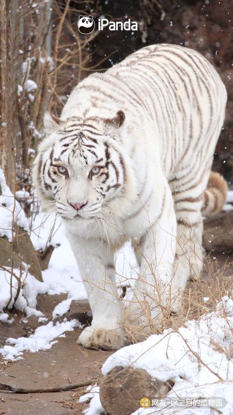  青島動物園孟加拉白虎「小孬」因外型清秀、氣質出眾在網路上爆紅。圖/取自徐二月的動物園