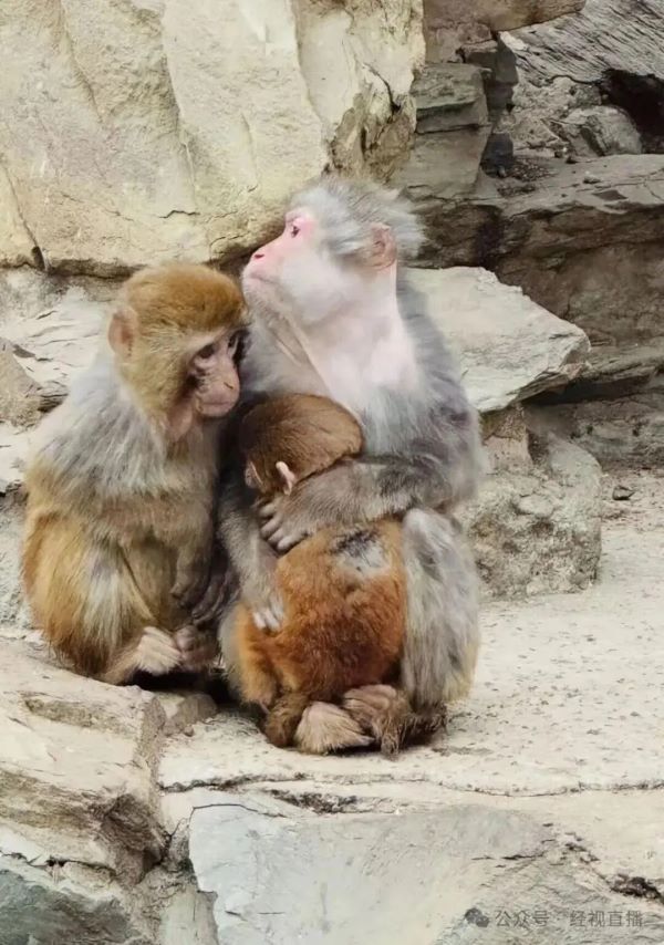  獼猴「抱團取暖」可有效減少熱量流失，提高個體存活率。圖/取自經視直播