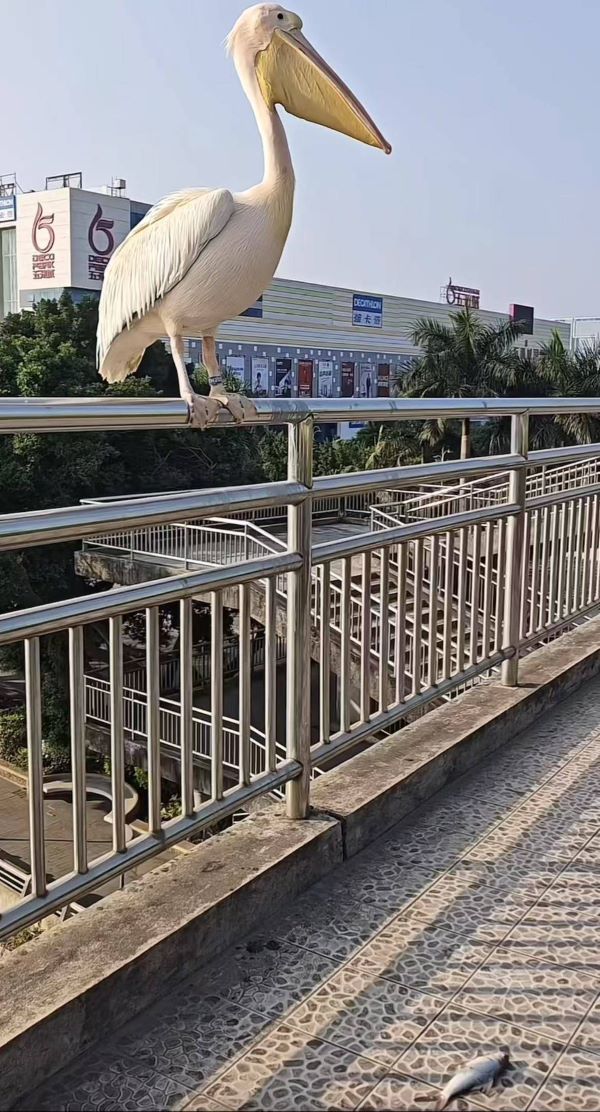  從動物園「出逃」的鵜鶘，站在大橋欄桿上左顧右盼，護欄旁地面還放著一條魚。圖/取自極目新聞
