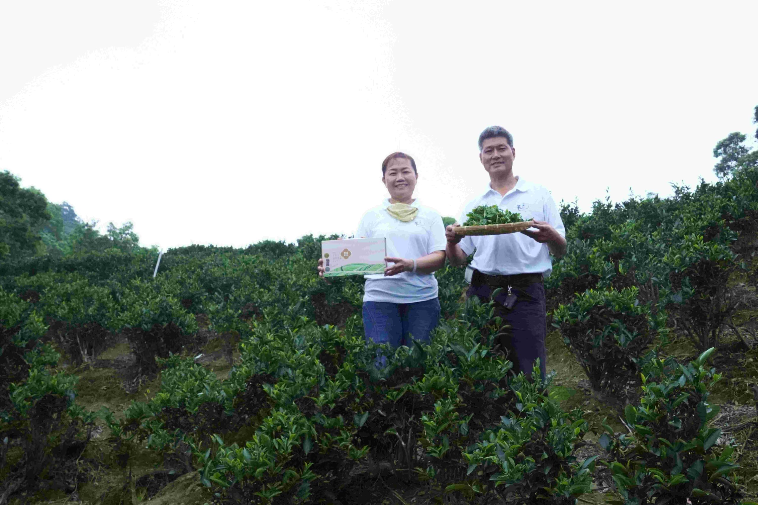 精品好茶國際飄香 新北茶農橫掃歐洲最高榮譽 6 《圖說》三峽區「玉峯茗茶業」由茶農周育成(右)與妻子李秀峯(左)共同經營,獲得比利時「頂級美味大獎」最高榮譽三星獎,更獲頒鑽石獎章作為多年維持高品質的肯定--資料照片。〈農業局提供〉