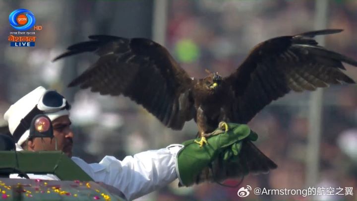 印度閱兵秀「毛茸茸戰力」 駱駝、矮馬、猛禽與軍犬首組方隊 5 印度陸軍官方指出,動物方隊中還包括4隻受過專業訓練的猛禽,其中以黑鸢最受矚目。圖/取自Armstrong的航空之翼微博