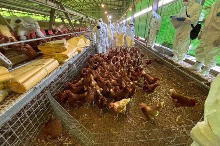 豐康7千台斤蛋外流台北、苗栗、台中 死雞私埋苗栗地主挨罰百萬 7 台中市豐原區一處蛋雞場確診禽流感,台中市政府29日上午派員到蛋雞場依法撲殺雞隻。圖/中央社、台中市政府提供