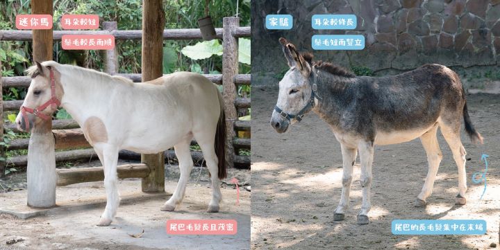 迷你馬、家驢老是分不清?動物園教你破解「指驢為馬」 3 適逢農曆馬年,台北市立動物園特別公開「馬驢辨識懶人包」,教大家從外型細節輕鬆分辨,保證不再「指驢為馬」!圖/台北市立動物園提供