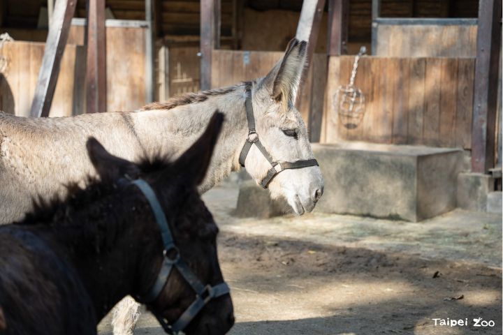 迷你馬、家驢老是分不清?動物園教你破解「指驢為馬」 4 馬的鬃毛通常較長、可梳可編;驢子的鬃毛則短短直立,像天然立髮。圖/台北市立動物園提供