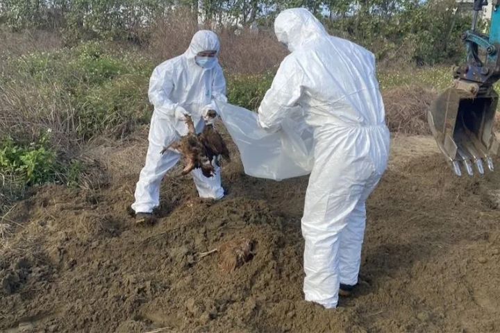  苗栗非法掩埋斃死雞，縣府開挖清點出1216隻，目前總計在後龍鎮發現的斃死雞達到1451隻。